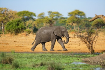 Visit Elephant Beach