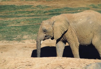 Visit Elephant Beach