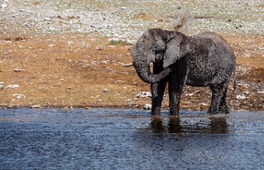 Visit Elephant Beach & Travel to Port Blair