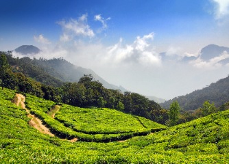 Munnar Sightseeing