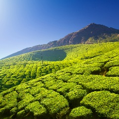 Munnar Sightseeing