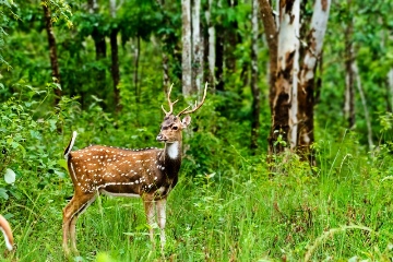 deer in Thekkady wildlife