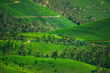 Munnar Sightseeing